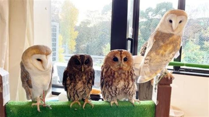 Harajuku Osamu Owl: The Unique Symbol of Japanese Culture