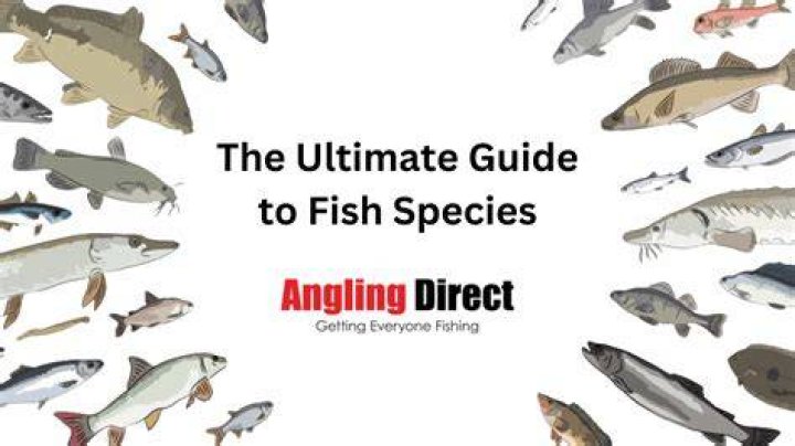 Harrison Phillips Feeder Review: The Ultimate Guide for Fish Enthusiasts