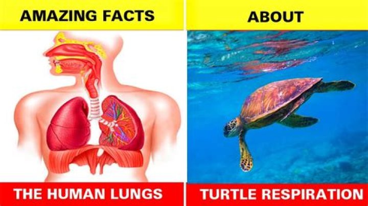 How Do Turtles Breathe: Understanding the Unique Respiratory System of Turtles