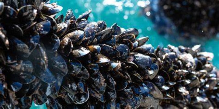 How Do You Eat Mussels: A Comprehensive Guide