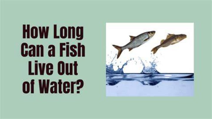How Long Can a Fish Live Out of Water? Understanding Survival and Adaptation