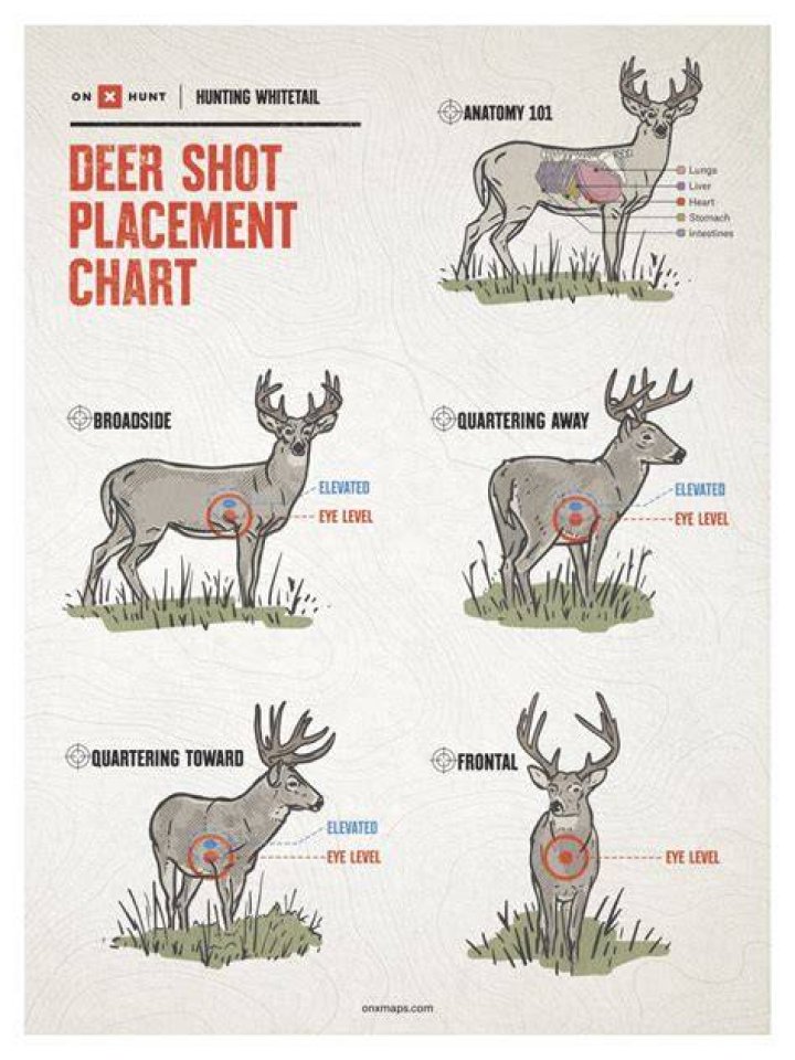 How Many Shots in a Half Pint: A Comprehensive Guide