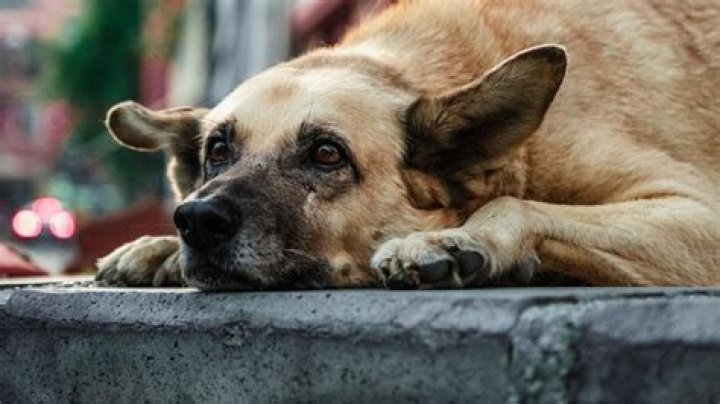 Imskirby Dog Video: The Ultimate Guide to Enjoying Canine Content