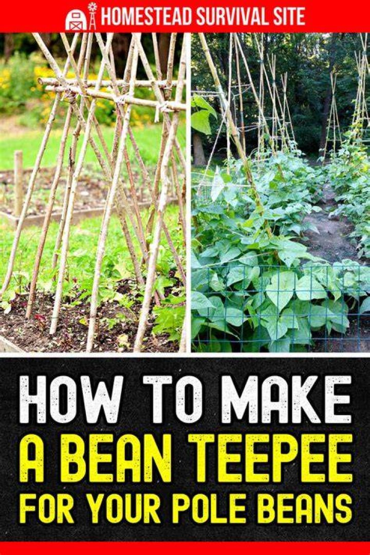 Is It Awful for Calling Someone a Bean Pole?