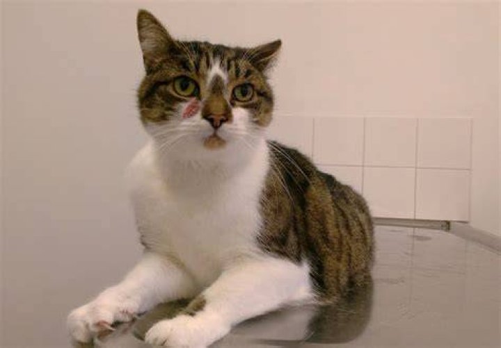 Kitten Academy: The Ultimate Guide to Feline Education and Adoption