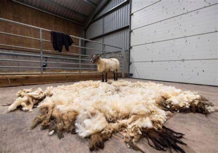 Loneliest Sheep Rescued: A Heartwarming Tale of Hope and Redemption