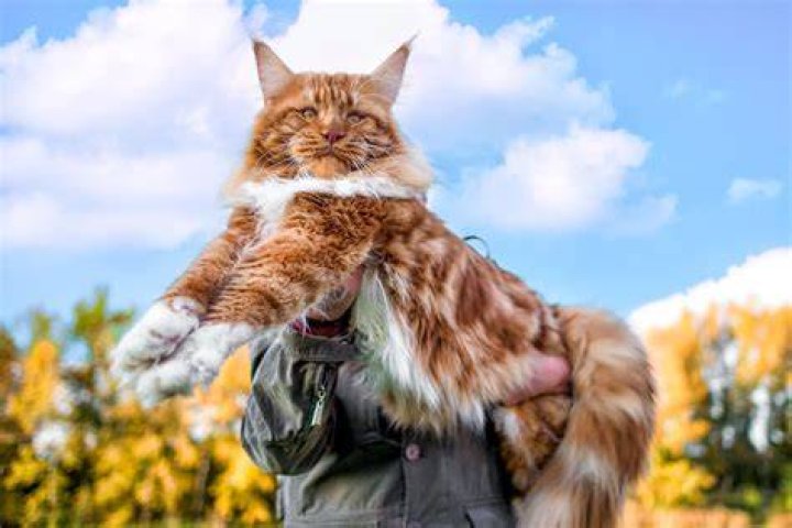 Maine Coon Cat 2