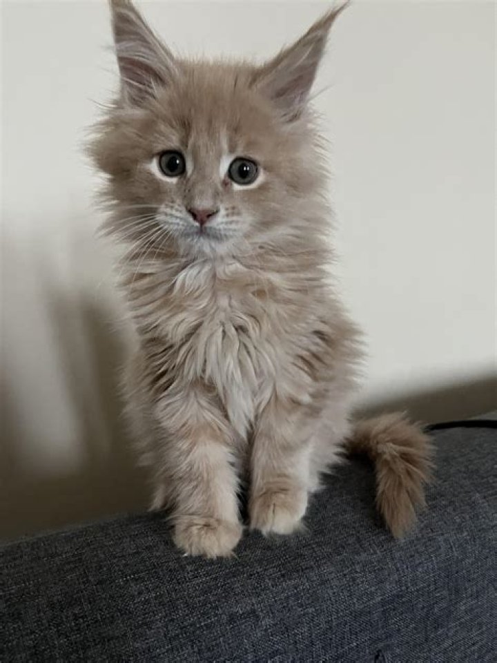 Maine Coon Cat 3