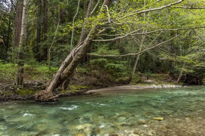 Massey Big Sur State Park: A Comprehensive Guide to Nature's Splendor