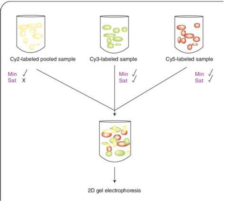Mastering 2D Difference Gel Electrophoresis: A Comprehensive Guide