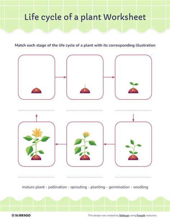 Mayseeds: Unlocking the Secrets of Successful Plant Growth