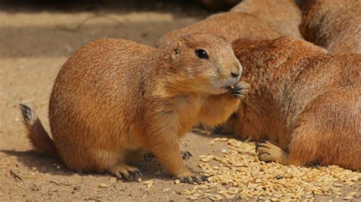 Mexican Prairie Dog Threats to Survival: Understanding the Challenges and Conservation Efforts