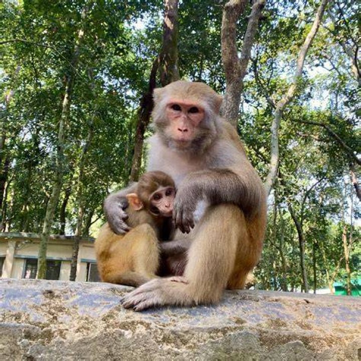 My Unforgettable Journey with My Monkey