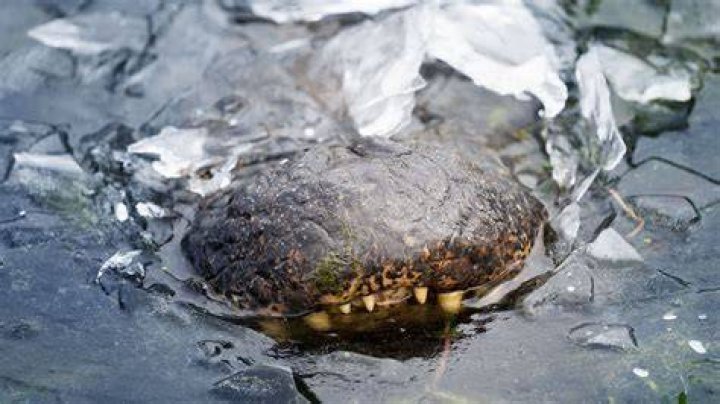 North Carolina Frozen Alligators: A Curious Phenomenon