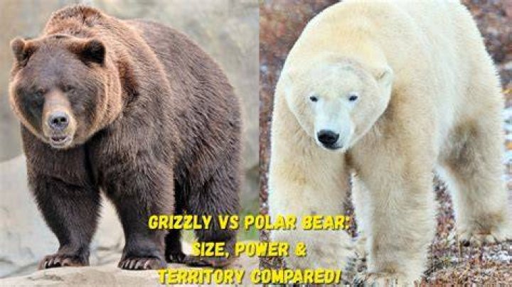 Pizzly Bear: The Fascinating Hybrid of Polar and Grizzly Bears