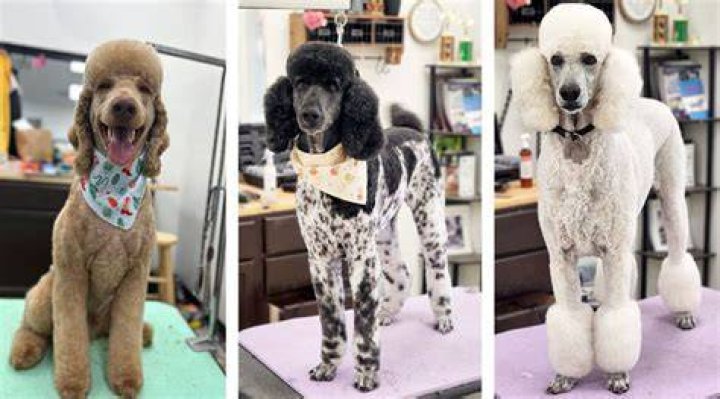 Poodle Miami Cut Styles: The Ultimate Guide to Grooming Your Poodle