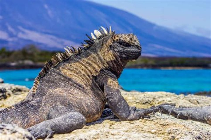 Red Iguana: The Fascinating World of This Unique Reptile