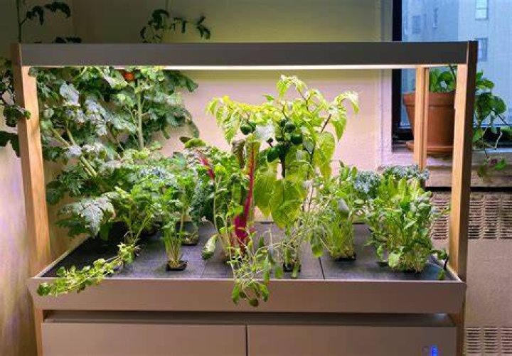 Revolutionizing Indoor Gardening with Flora Smart Plant
