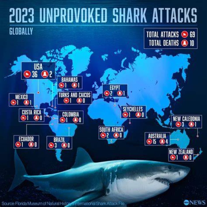 Shark Eat Leg: Understanding the Risks and Reality of Shark Attacks