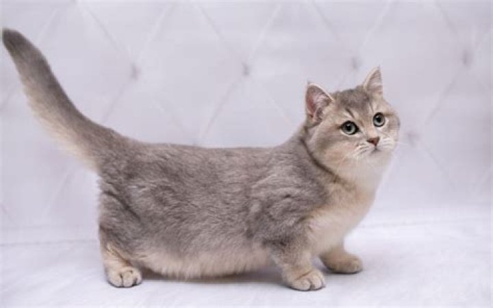 Short Legged Cats: The Fascinating World of Dwarf Feline Breeds