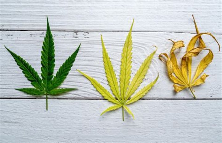 Signs Your Cannabis Plant Leaves Are Turning Yellow and How to Fix It