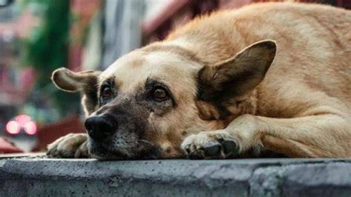 Skirby Dog Video Link: The Ultimate Resource for Dog Lovers