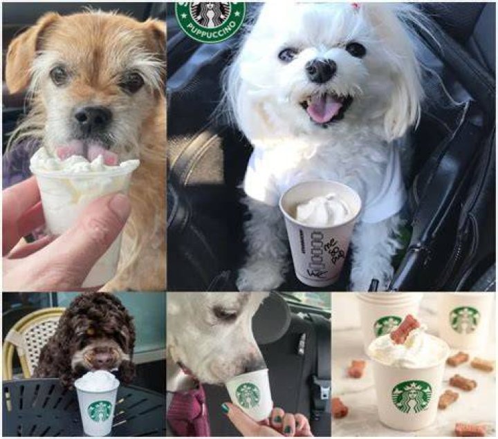 Starbucks Pup Cups: A Tail-Wagging Treat for Your Furry Friend