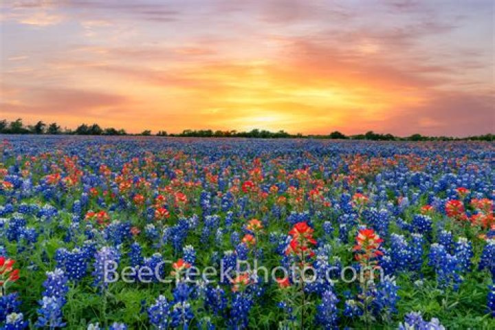 Stunning Bluebonnet Preserves: Texas Beauty Awaits!