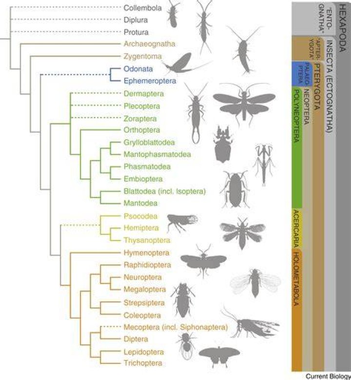 The Enigmatic Age of Ltcorbis: Ancient Origins and Evolutionary Significance
