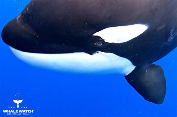 The Enigmatic Gaze of Killer Whale Eyes