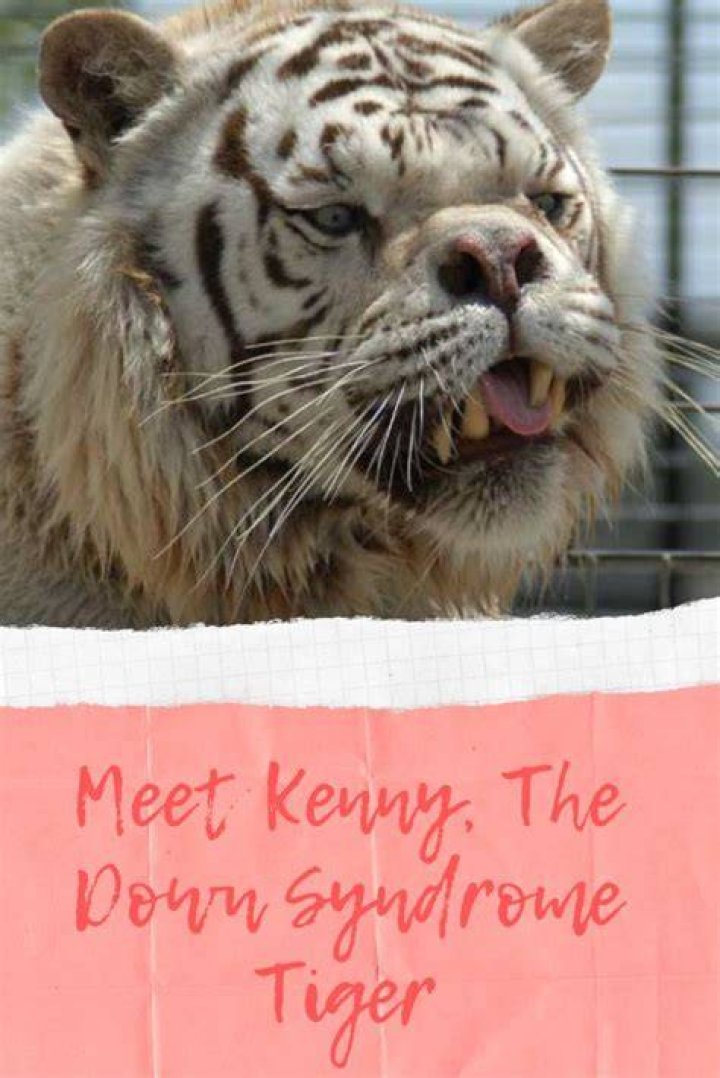 **The Extraordinary Journey of a Tiger with Down Syndrome**
