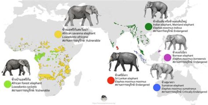 The Fascinating World of Red Elephants: Understanding Their Significance and Conservation