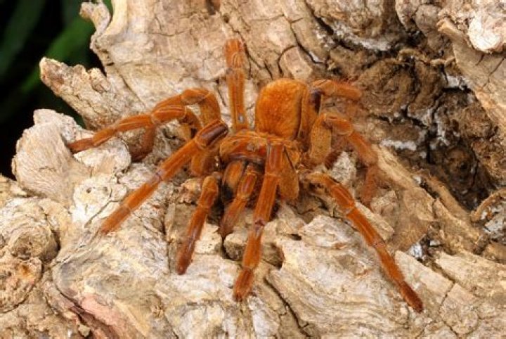 The Goliath Birdeater: Nature's Largest Spider