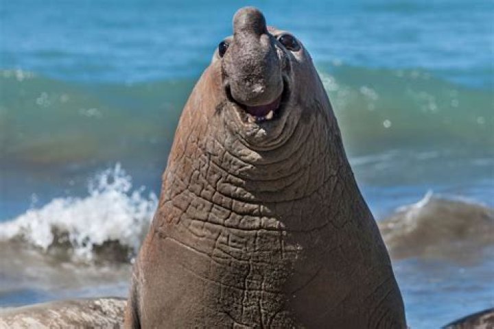 The Most Funniest Picture in the World: A Dive into Laughter