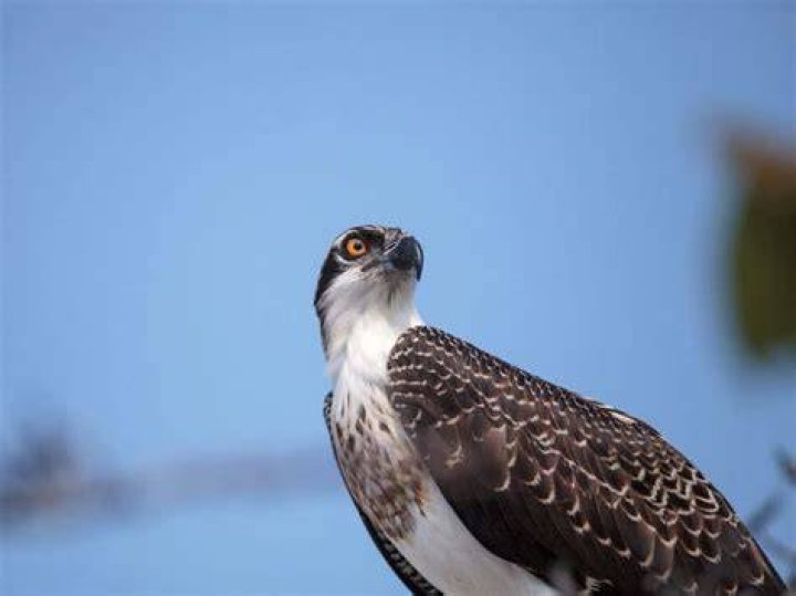 The Osprey: A Comprehensive Guide to This Majestic Bird of Prey