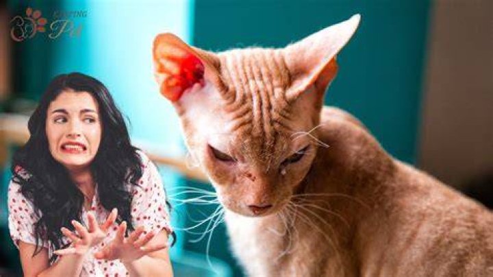 The Quirky Charm of the Ugliest Cat in the World