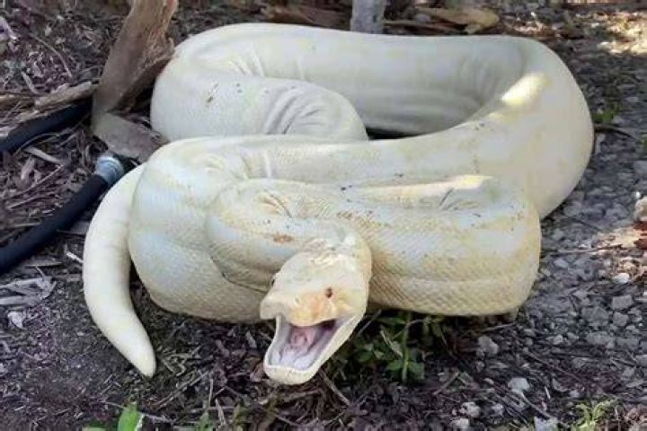 The Ultimate Guide to Black Python Snakes: Uncovering Their Secrets