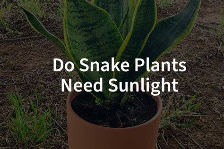 The Ultimate Guide to Carmen Plants: Care, Benefits, and More
