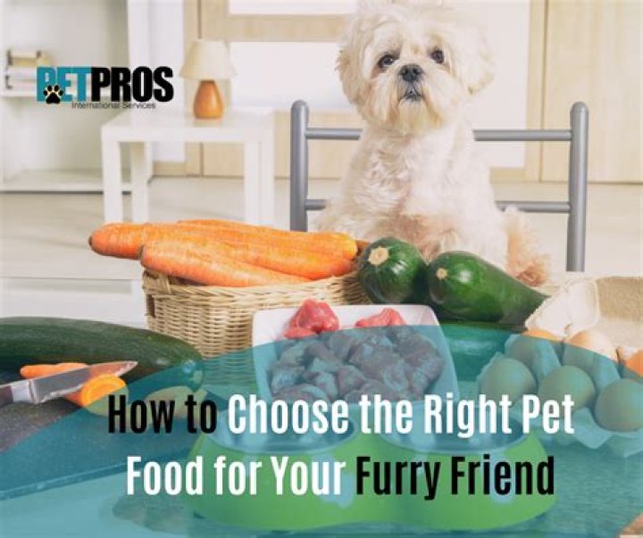 The Ultimate Guide to Dog Bowls: Choosing the Right One for Your Furry Friend