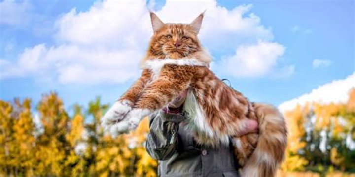 Top 10 Giant Domestic Cat Breeds for Your Home