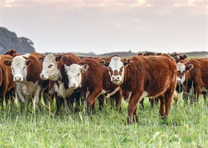 Top CattleMax Deals & Reviews