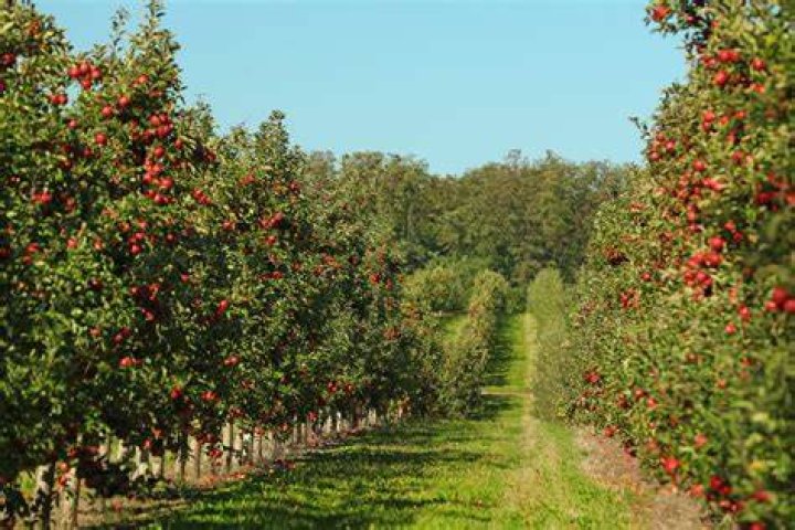 Top Spots for Apple Picking Near Cleveland: A Guide to Local Orchards
