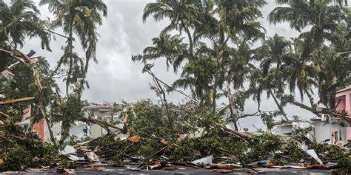 Trees That Survived Hurricanes: Nature's Resilience