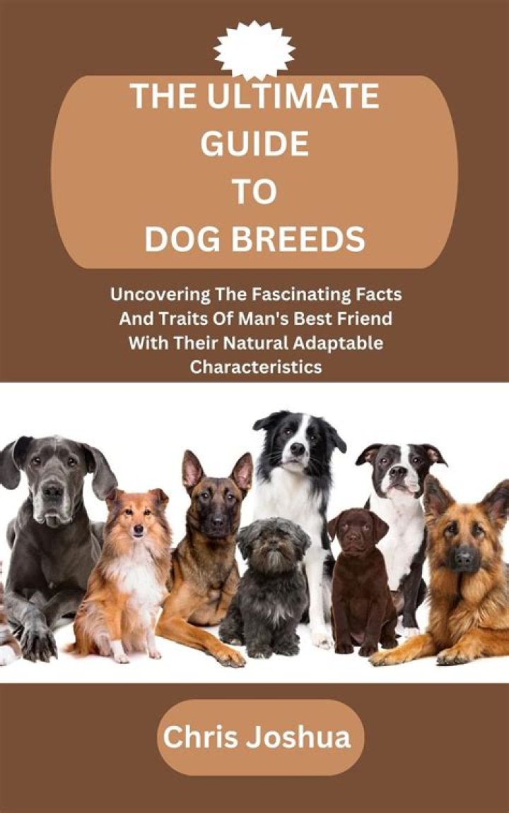 Ultimate Guide to Dog Beds for Medium Dogs: Comfort and Style