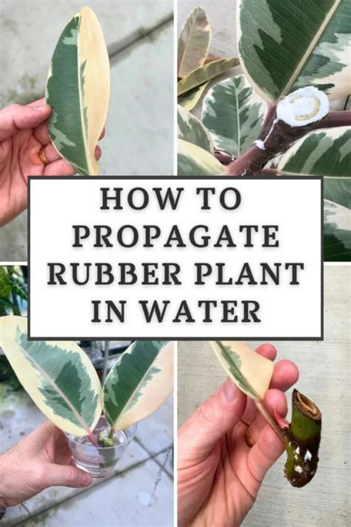 Ultimate Guide to Rubber Tree Plant Propagation: Tips and Techniques