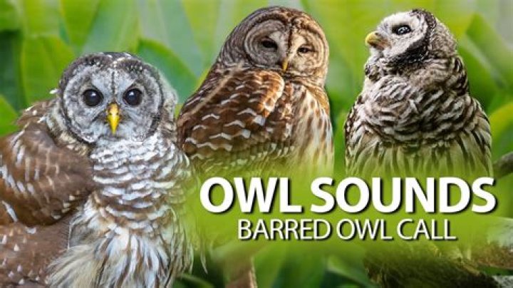 Understanding Barred Owl Calls: A Symphony of the Night