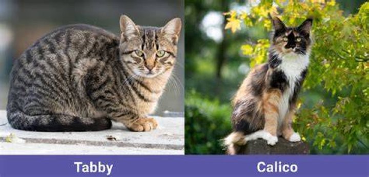 Understanding Calico Cats: What is a Calico?