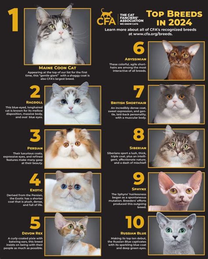 Understanding Elgato Cats: The Ultimate Guide to This Unique Breed