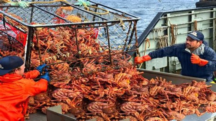 Understanding the Deadliest Catch: A Deep Dive into the World of Alaskan Crab Fishing