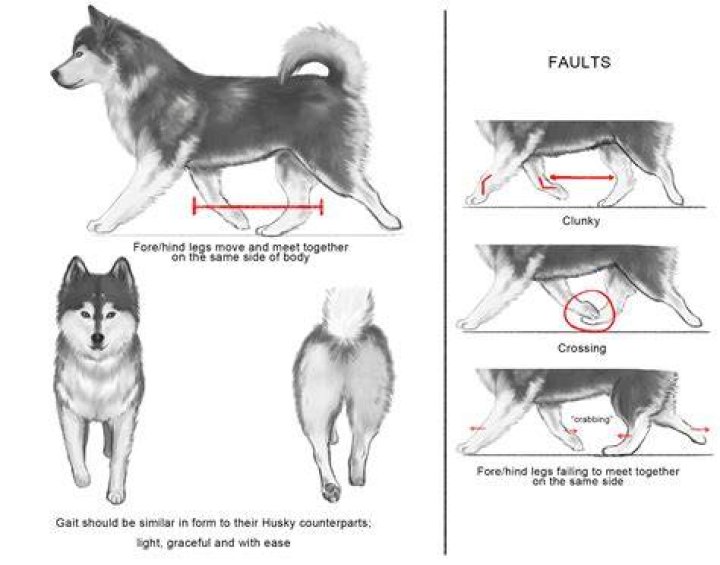 Understanding the Husky Body Type: Characteristics, Benefits, and Fitness Tips